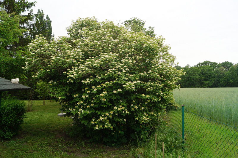 Dabendorf, Zossen, Grundstück, Immobileinmakler, Berlin, Lankwitz, Steglitz, Brandenburg Kauf, Verkauf